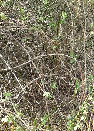 brambles-yet-to-be-cleared-23april09.jpg
